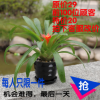 办公室内绿色植物长寿花 栽鸿运当头观叶花卉凤梨土培水养小盆栽