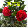 十八学士茶花苗直销 精品茶花小苗 盆栽茶花花苗花农直销当年开花