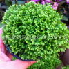 批发微景观背景蕨类植物盆栽翠云草 绿色 绿地球 吉祥草 珊瑚蕨