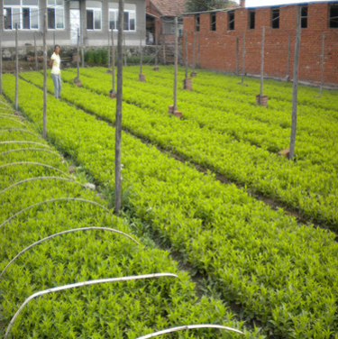 苗圃绿化苗木地被植物红王子锦带五色海棠海仙花批发规格齐全