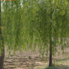 落叶乔木垂柳苗木 绿化工程柳树苗 市政园林采购河边种植柳树