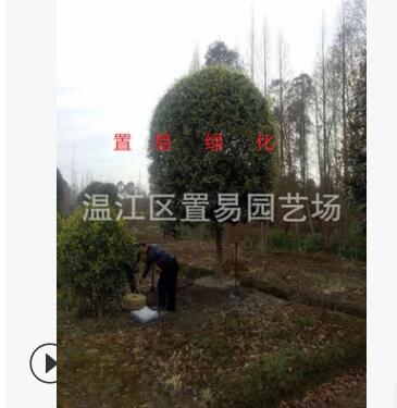 园林绿化 工程苗木 成都桂花 金桂 四季桂 八月桂 树苗图3