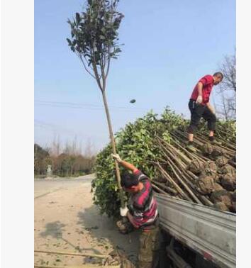 成都高杆桂花批发基地 园林绿化 常绿乔木 苗木 工程绿化 园林