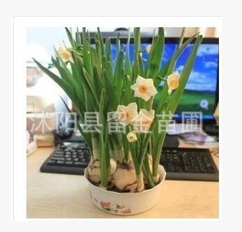 水仙套餐盆栽花卉2013新上市.水仙花种球.水培水生植物