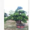 福建常年供应精品罗汉松 造型罗汉松 园林工程绿化树