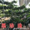 山东平度大泽山 黑珍珠樱桃树 大樱桃树 大樱桃树二到十公分