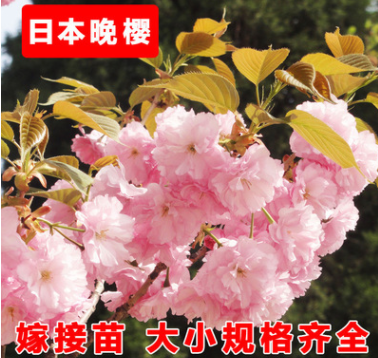 日本晚樱樱花南方北方庭院种植花卉植物盆栽樱花树当年开花 举报