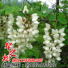 优质刺槐 庭院园林绿化小苗行道树 景观工程乔木 量大从优