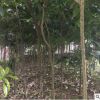 重庆八月桂花树苗 1-1.2米，绿化名贵苗木批发