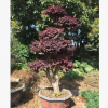 基地直销 优质红继木桩 供应造型红花继木量大价优 树桩盆景批发