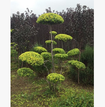 出售特级造型金叶榆 多层云片金叶榆树 别墅高档小区造景