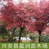 中国红枫 广西红枫 红枫观赏树 价格从优
