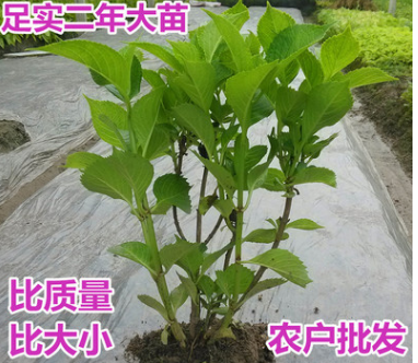 观花植物 木本绣球花花苗白色绣球花苗盆栽 庭院芳香植物树姿优美