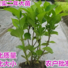 观花植物 木本绣球花花苗白色绣球花苗盆栽 庭院芳香植物树姿优美