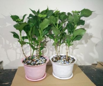 观花植物 木本绣球花花苗白色绣球花苗盆栽 庭院芳香植物树姿优美图2