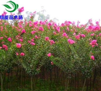 美国紫薇红火球红火箭 百日红 丛生紫薇 紫薇树小叶紫薇绿化批发图3