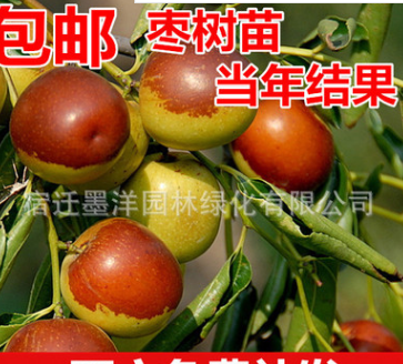 枣苗枣树苗 沾化冬枣树苗 雪红枣 嫁接 果树苗 南方北方种植包邮