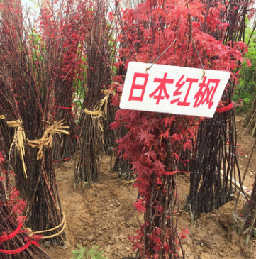 批发红枫树中国红枫日本红枫三季红红舞姬树盆栽盆景