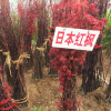 批发红枫树中国红枫日本红枫三季红红舞姬树盆栽盆景