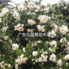 广东九里香树 九里香花 九里香根茎叶