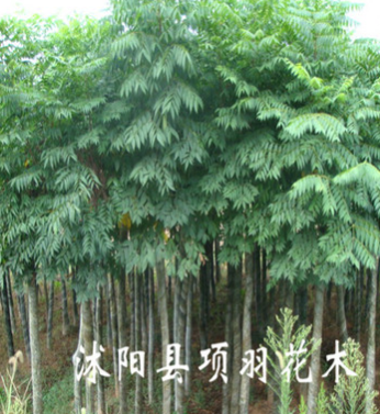 绿化苗木 行道花卉植物 栾树树苗 大小规格齐全