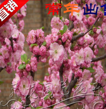 榆叶梅榆叶梅树苗苗庭院耐寒植物 观赏绿化苗木