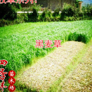 2016紫花苜蓿草 南方牧草 北方耐寒牛羊兔喂养专用