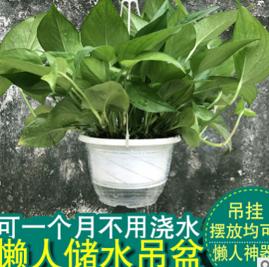 绿萝盆栽水培植物室内客厅除吸甲醛绿植水生植物绿箩办公室盆栽