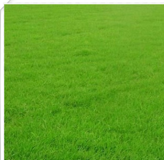 供应护坡草坪种子 狗牙根草坪种子优质草坪种子