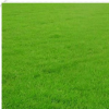 供应护坡草坪种子 狗牙根草坪种子优质草坪种子