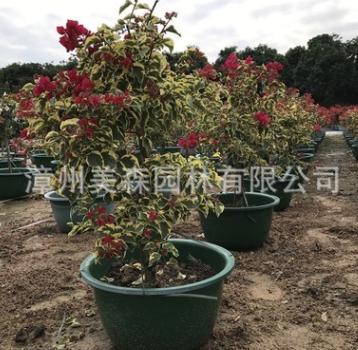 嫁接花叶大红 叶子花三角梅盆栽 工程绿化苗木苗圃基地一手货源直