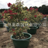 嫁接花叶大红 叶子花三角梅盆栽 工程绿化苗木苗圃基地一手货源直