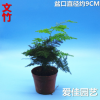 【基地直供】批发文竹苗A-90观叶植物小盆栽创意绿植竹子花苗热销