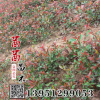 供应园林绿化苗木红叶石楠球 红叶石楠 工程绿化苗蓬径80公分以上