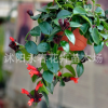 口红吊兰 牡丹吊兰 盆栽植物 实拍图片