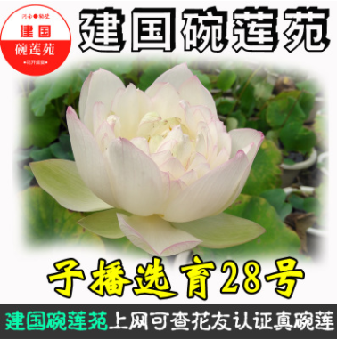 子播28号 碗莲种藕荷花盆栽莲花阳台水培花卉观赏植物 建国碗莲苑