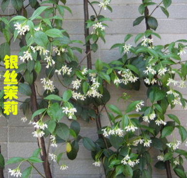 盆栽风车茉莉花 银丝茉莉 垂钓的风车茉莉 可攀缘 庭院爬藤