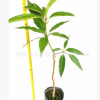 四季芒果