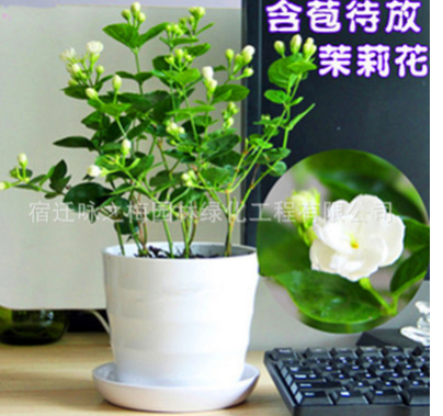 批发茉莉花苗室内观花植物茉莉花芳香植物四季开花绿植盆栽花卉