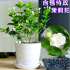 批发茉莉花苗室内观花植物茉莉花芳香植物四季开花绿植盆栽花卉