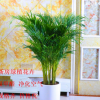 客厅大型植物散尾葵室内绿植大盆栽袖珍椰子苗凤尾竹净化空气批发