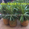 批发凤梨苗，台湾/凤梨种苗，提供种植技术