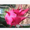 批发红心火龙果种苗，供应台湾品种红心火龙果种苗