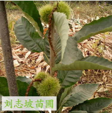 专业种植板栗 高产量板栗 嫁接板栗树 成活率高 品种齐全