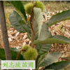 专业种植板栗 高产量板栗 嫁接板栗树 成活率高 品种齐全