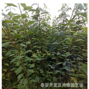 李子树苗 安哥诺李子苗 布朗李子苗 青脆李子苗 脆红李子苗图3