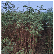 山东大红袍花椒苗图3