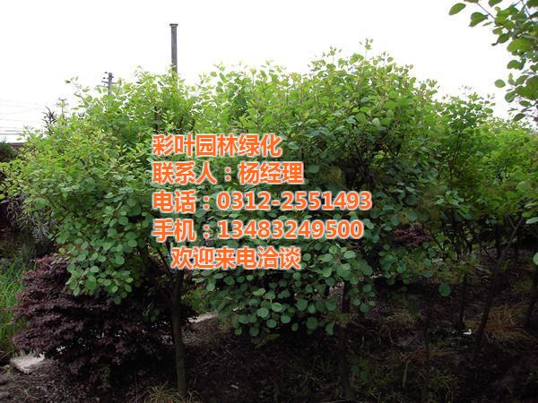 内蒙古黄栌树苗_彩叶园林_批发黄栌树苗