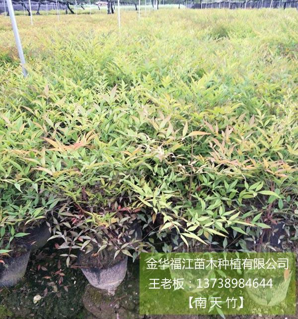 福江苗木全天发货(图)、南天竹小苗价格、绍兴南天竹