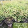 福江苗木全天发货(图)、南天竹小苗价格、绍兴南天竹